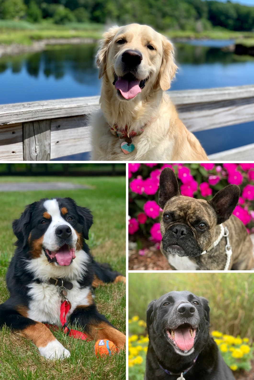 Dog Collage Dog Collage